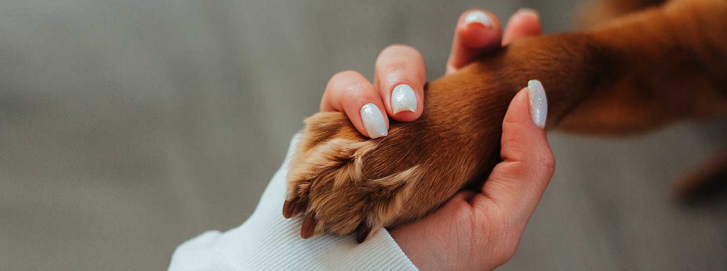Pet24Care-Blog-Nail Trimming-Cover