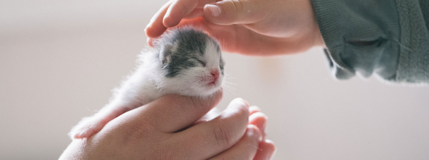 Pet24Care-Blog-Orphaned-Kitten-Cover-image